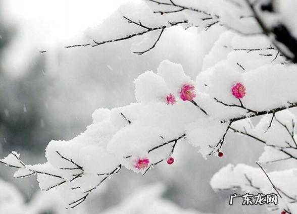 春日这首诗的译文是什么 《春日》原文翻译赏析,春日全诗的意思