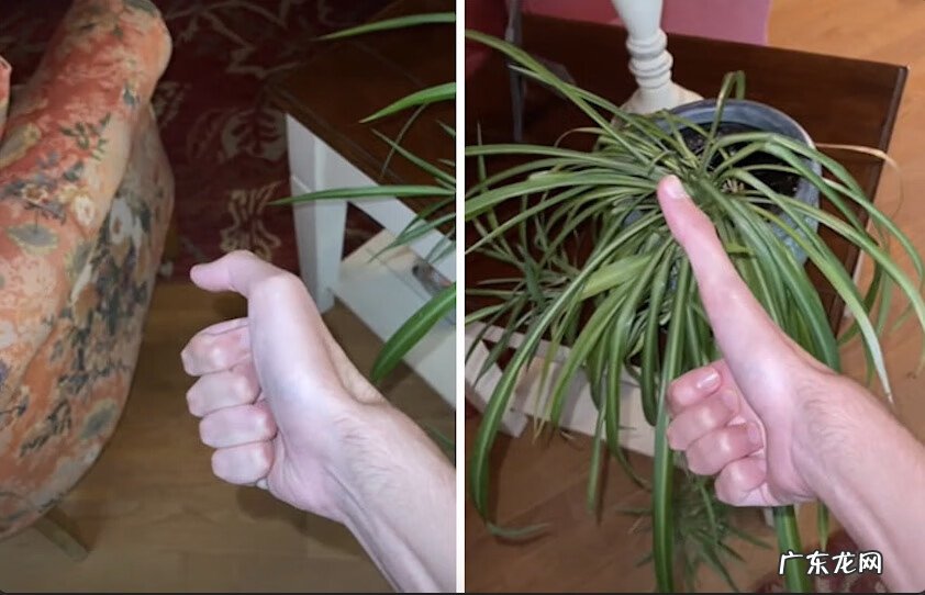 基因遗传 遗传基因的神奇