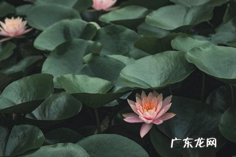 《纳凉》的作者是谁呀 纳凉古诗翻译赏析