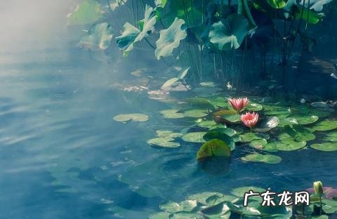 《纳凉》的作者是谁呀 纳凉古诗翻译赏析