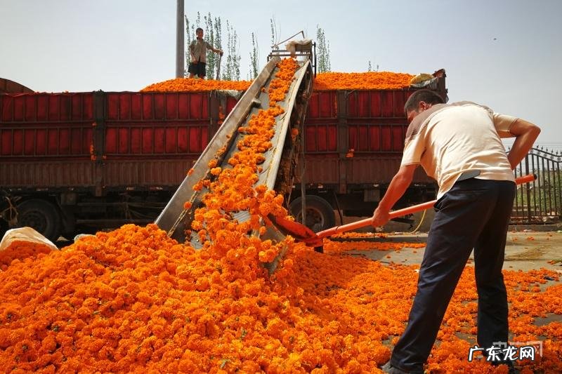 万寿菊花语 万寿菊用来做什么