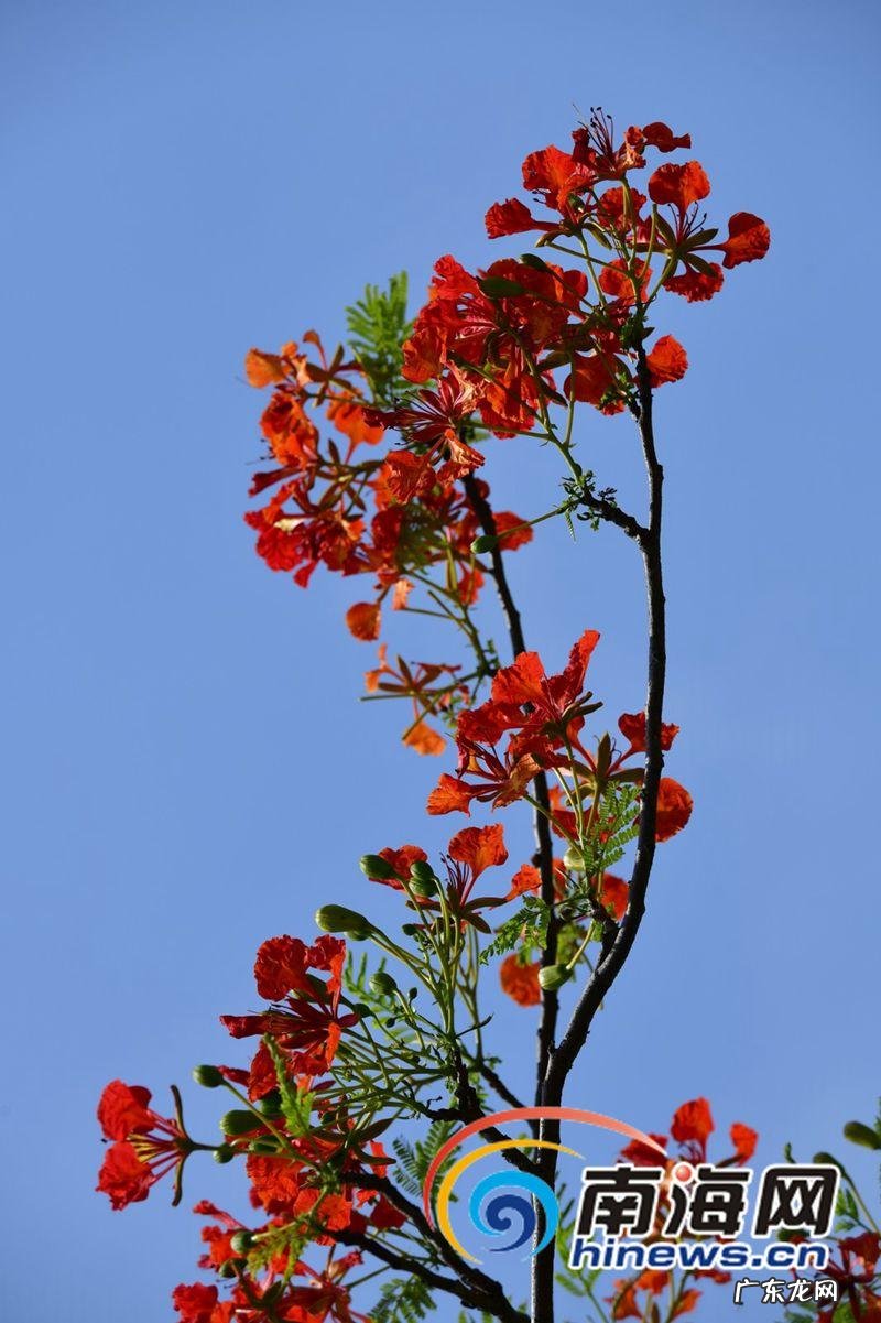 双氧水gl 凤凰花gl