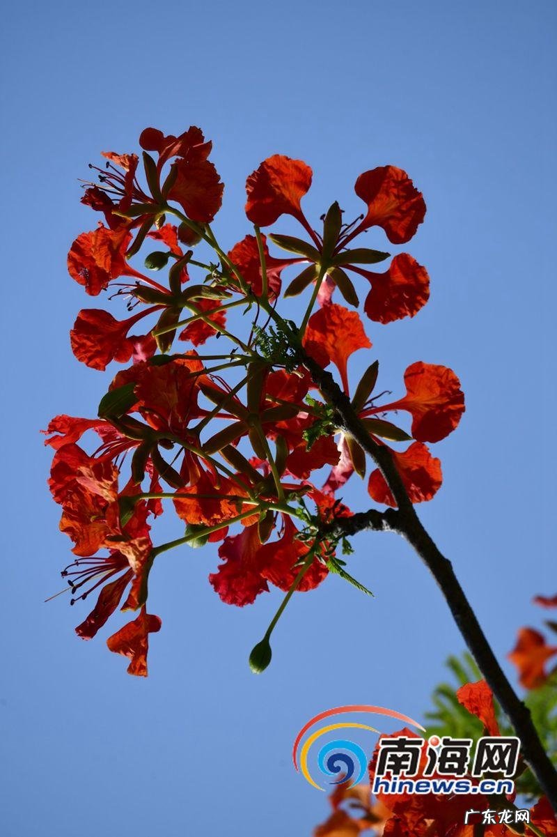 双氧水gl 凤凰花gl