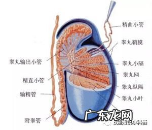附睾炎是什么引起的呢 什么叫附睾炎