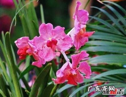 新加坡的国花就是胡姬花 新加坡的国花是什么(新加坡国花图片及介绍)