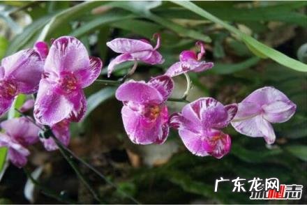 新加坡的国花就是胡姬花 新加坡的国花是什么(新加坡国花图片及介绍)