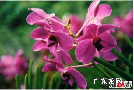 新加坡的国花就是胡姬花 新加坡的国花是什么(新加坡国花图片及介绍)