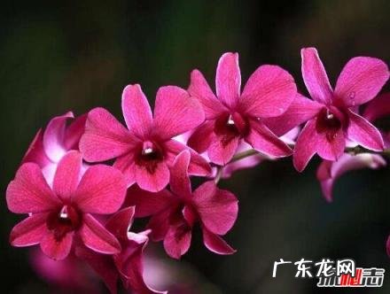 新加坡的国花就是胡姬花 新加坡的国花是什么(新加坡国花图片及介绍)