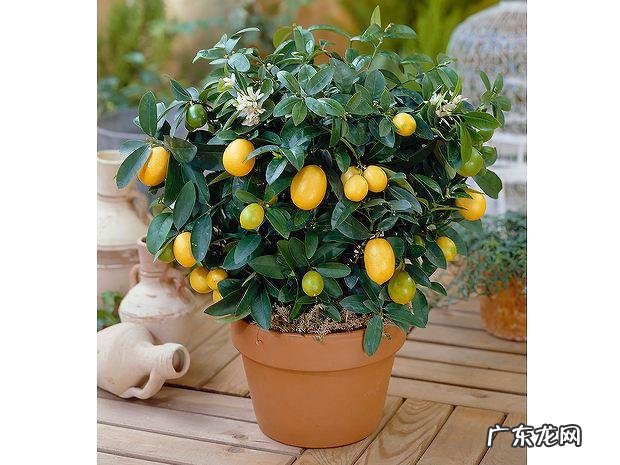 桔子树风水 四季桔和金桔哪个风水