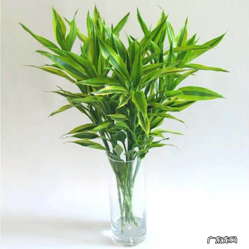 桔子树风水 四季桔和金桔哪个风水