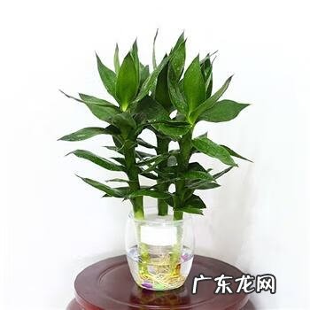 桔子树风水 四季桔和金桔哪个风水