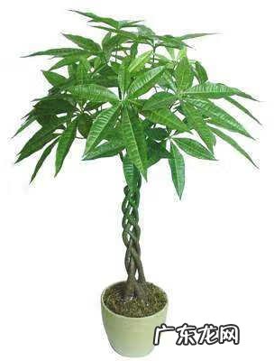 桔子树风水 四季桔和金桔哪个风水