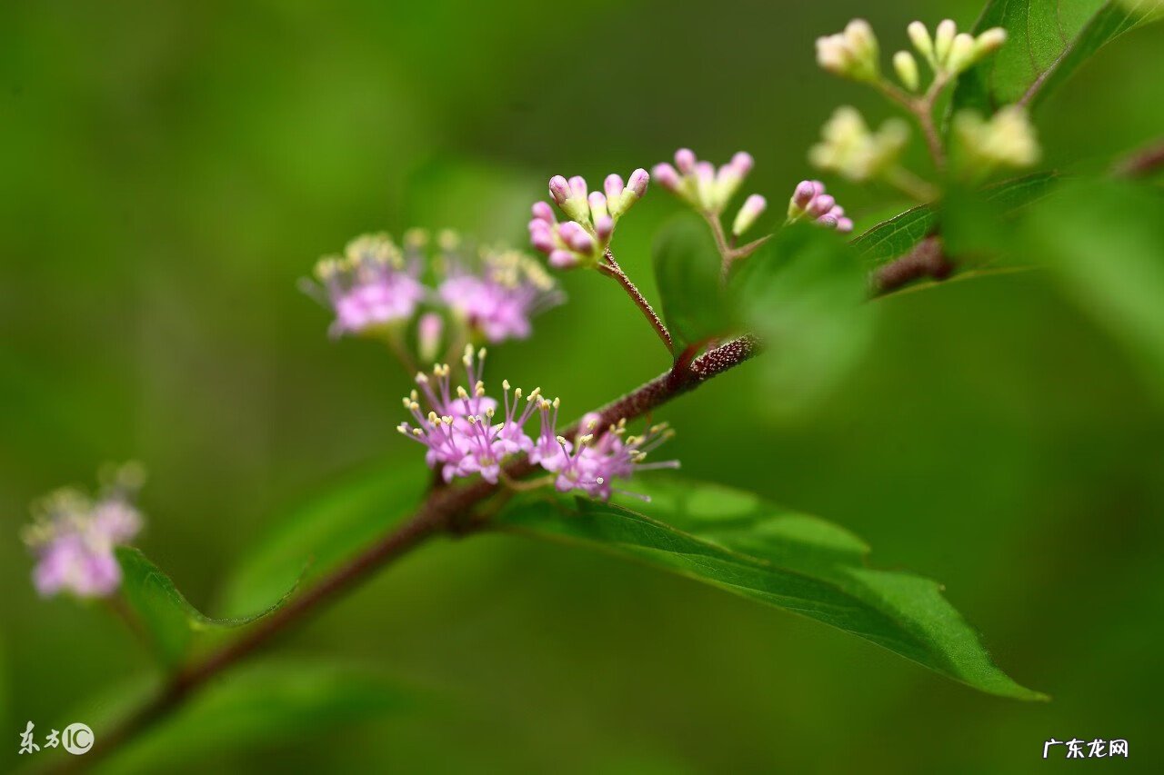 英语文章 英语文章阅读带翻译