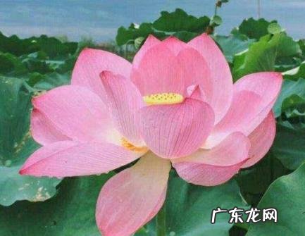 大暑代表的意思和时间 大暑代表的意思