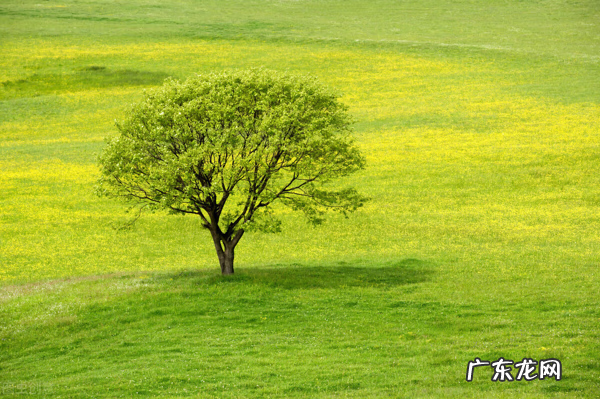我爱春天的优美句子 我爱春天作文