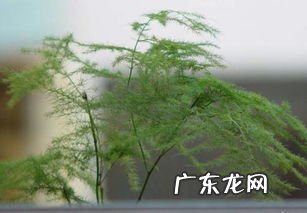 文竹开花是好兆头吗 文竹开花是什么兆头