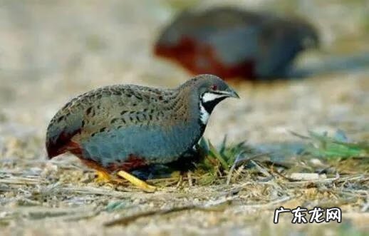 在农村里做什么可以赚钱 农村赚钱项目有哪些