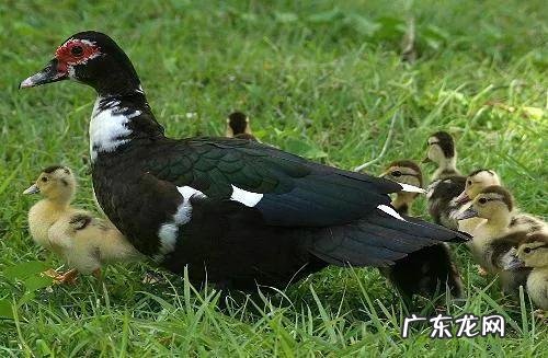 在农村里做什么可以赚钱 农村赚钱项目有哪些