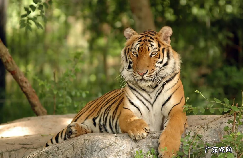 藏獒和狮子老虎打架视频 藏獒和老虎打架的视频