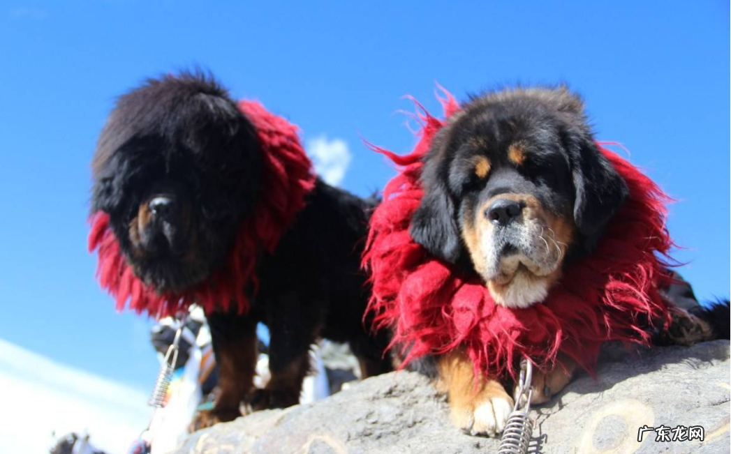 藏獒和狮子老虎打架视频 藏獒和老虎打架的视频