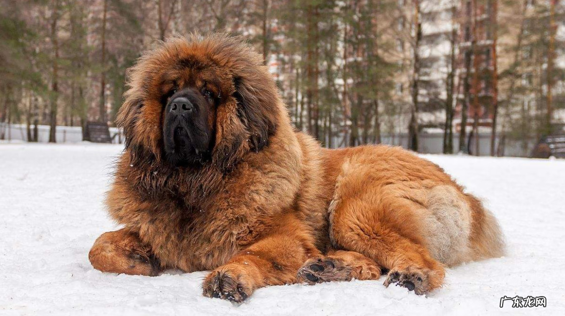 藏獒和狮子老虎打架视频 藏獒和老虎打架的视频