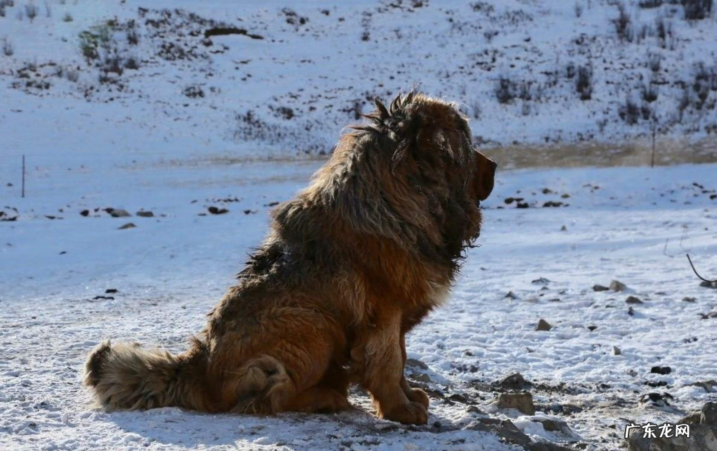 藏獒和狮子老虎打架视频 藏獒和老虎打架的视频