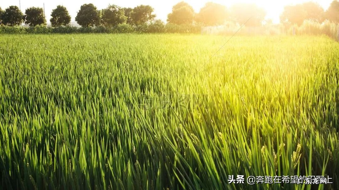 家里老是进蟋蟀好不好 蟋蟀进家是什么预兆风水