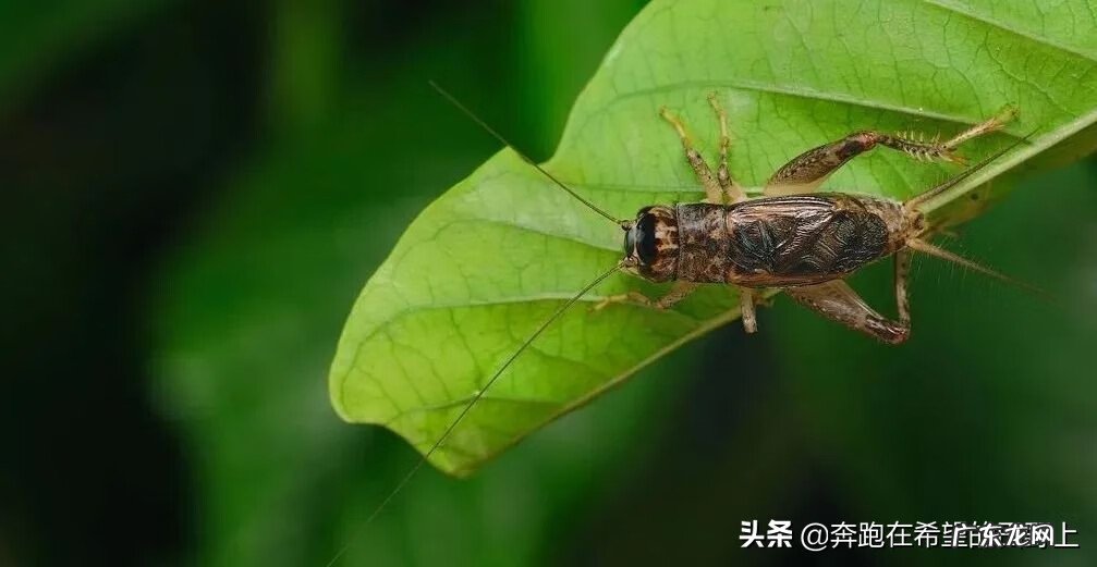 家里老是进蟋蟀好不好 蟋蟀进家是什么预兆风水