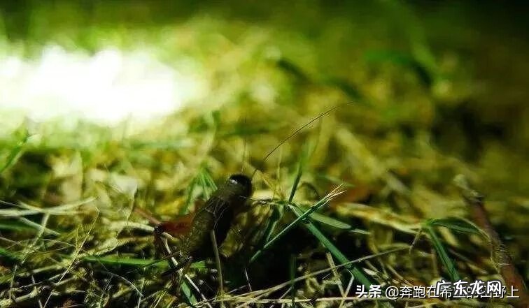 家里老是进蟋蟀好不好 蟋蟀进家是什么预兆风水