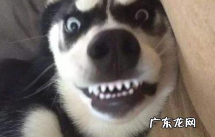 狗歪头什么意思 狗歪头啥意思