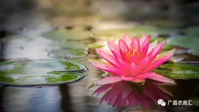 莲子有几个品种 莲的品种有哪些