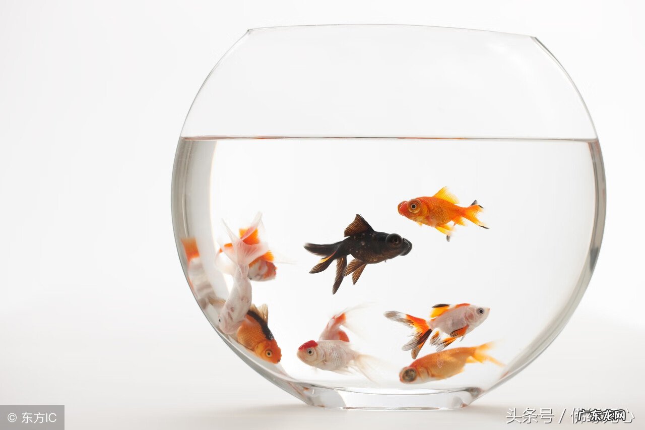 家里养鱼风水 房上养鱼风水好不好