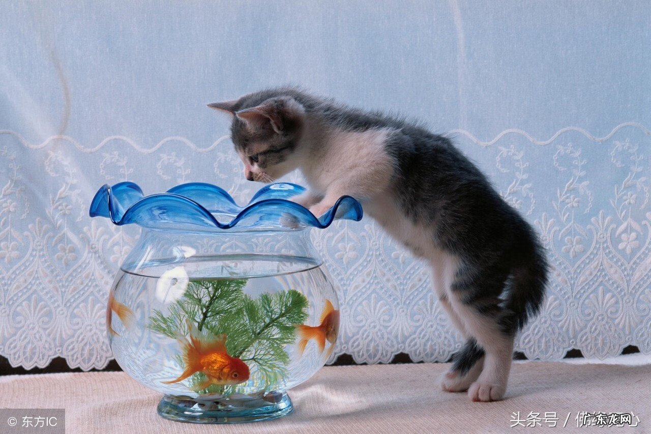 家里养鱼风水 房上养鱼风水好不好