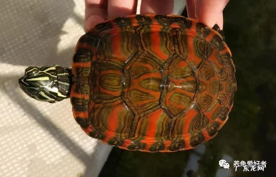 卧室养乌龟风水好不好 养乌龟好风水说