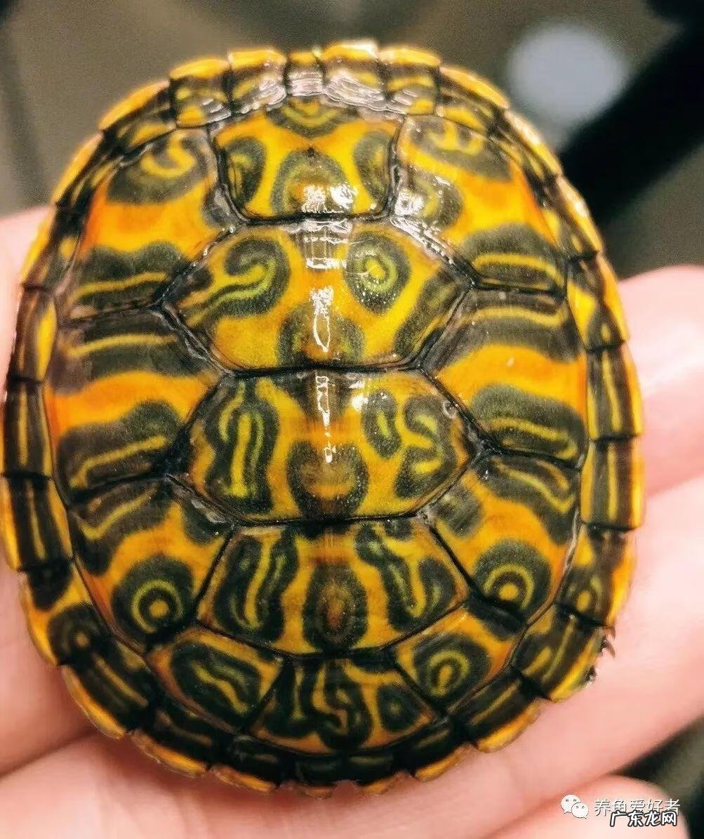 卧室养乌龟风水好不好 养乌龟好风水说