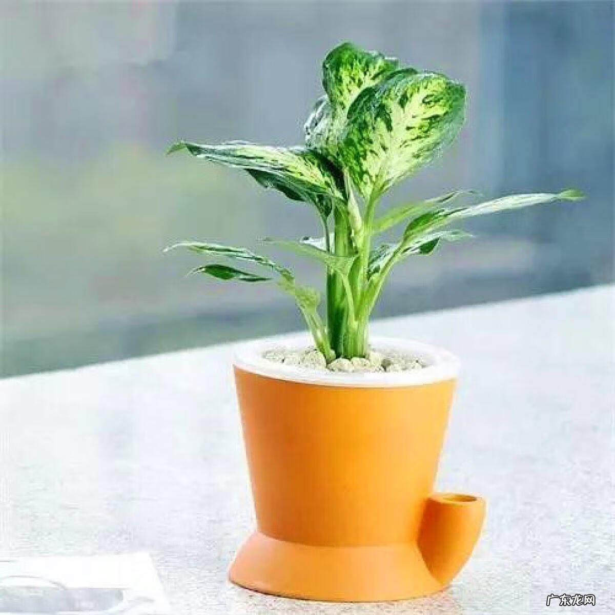 万年青开花是好事吗 万年青开花好不好?