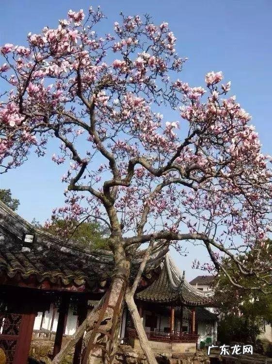 绿化越好风水越棒