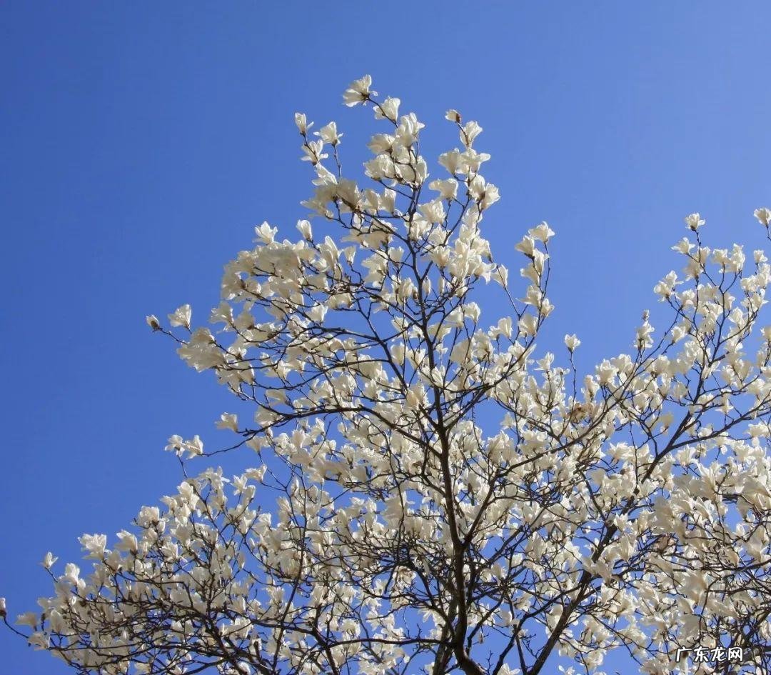 绿化越好风水越棒