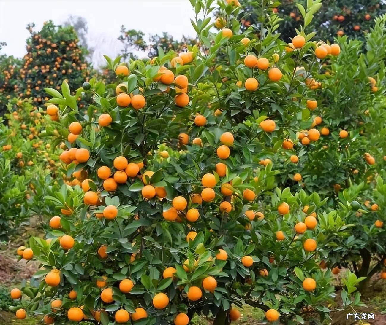 绿化越好风水越棒