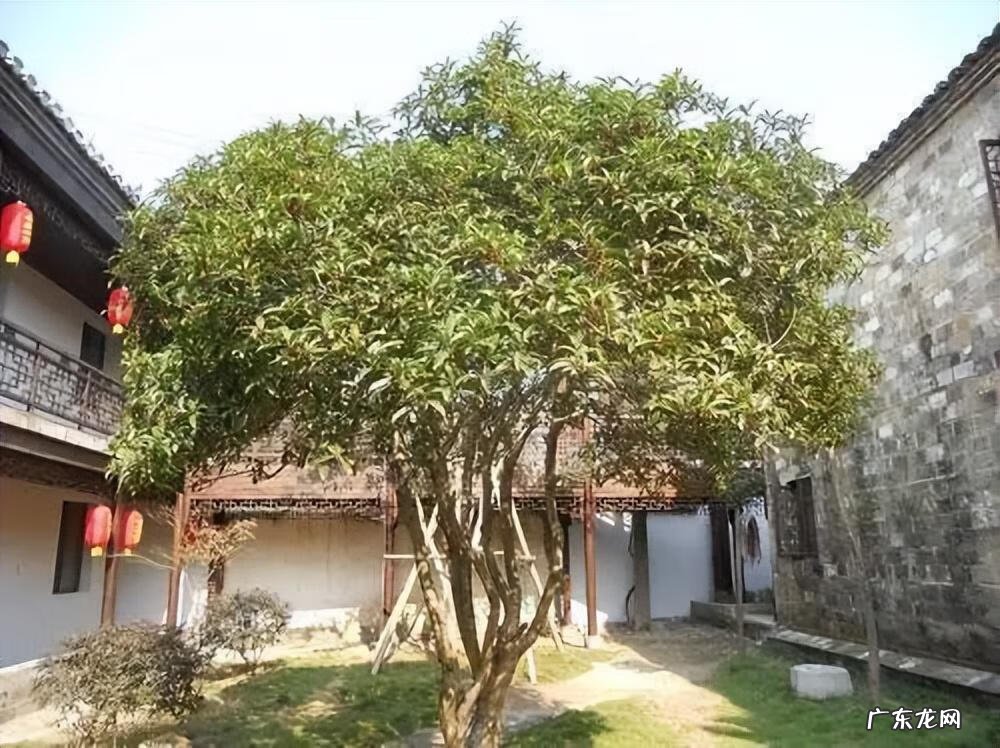 绿化越好风水越棒