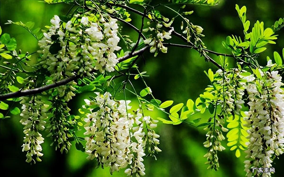 绿化越好风水越棒