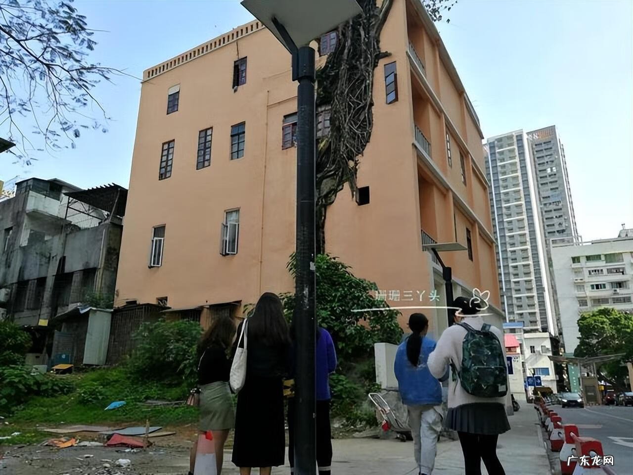 大榕树为什么不能砍 榕树能砍吗?