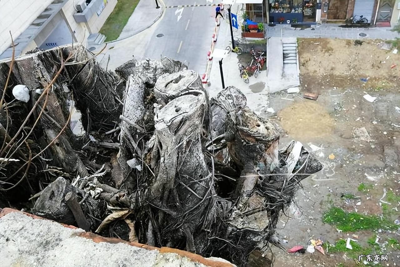 大榕树为什么不能砍 榕树能砍吗?