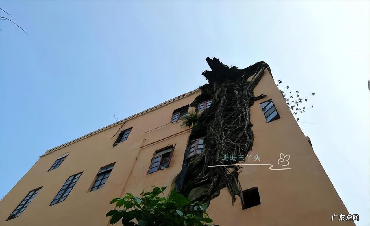 大榕树为什么不能砍 榕树能砍吗?