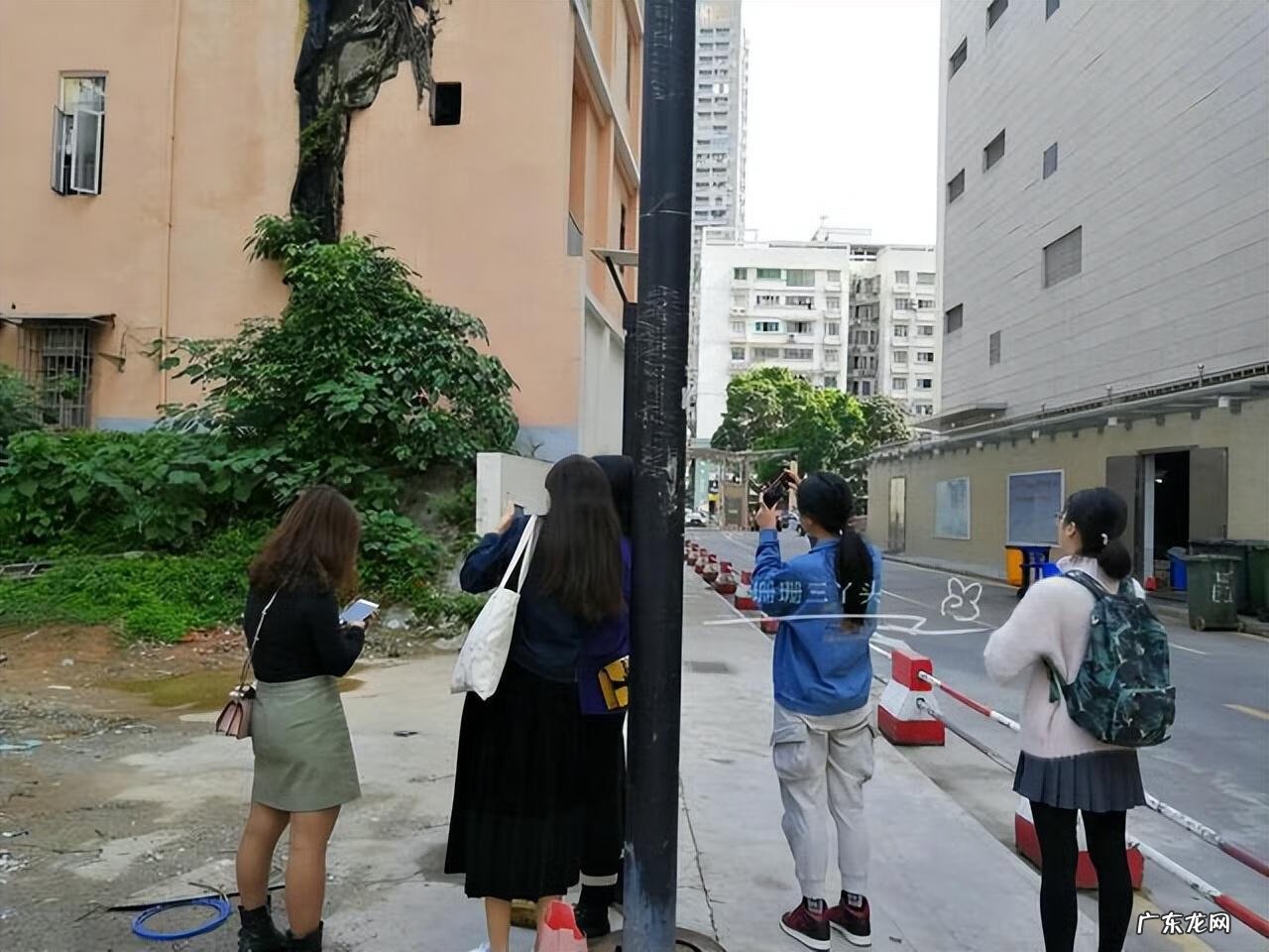 大榕树为什么不能砍 榕树能砍吗?