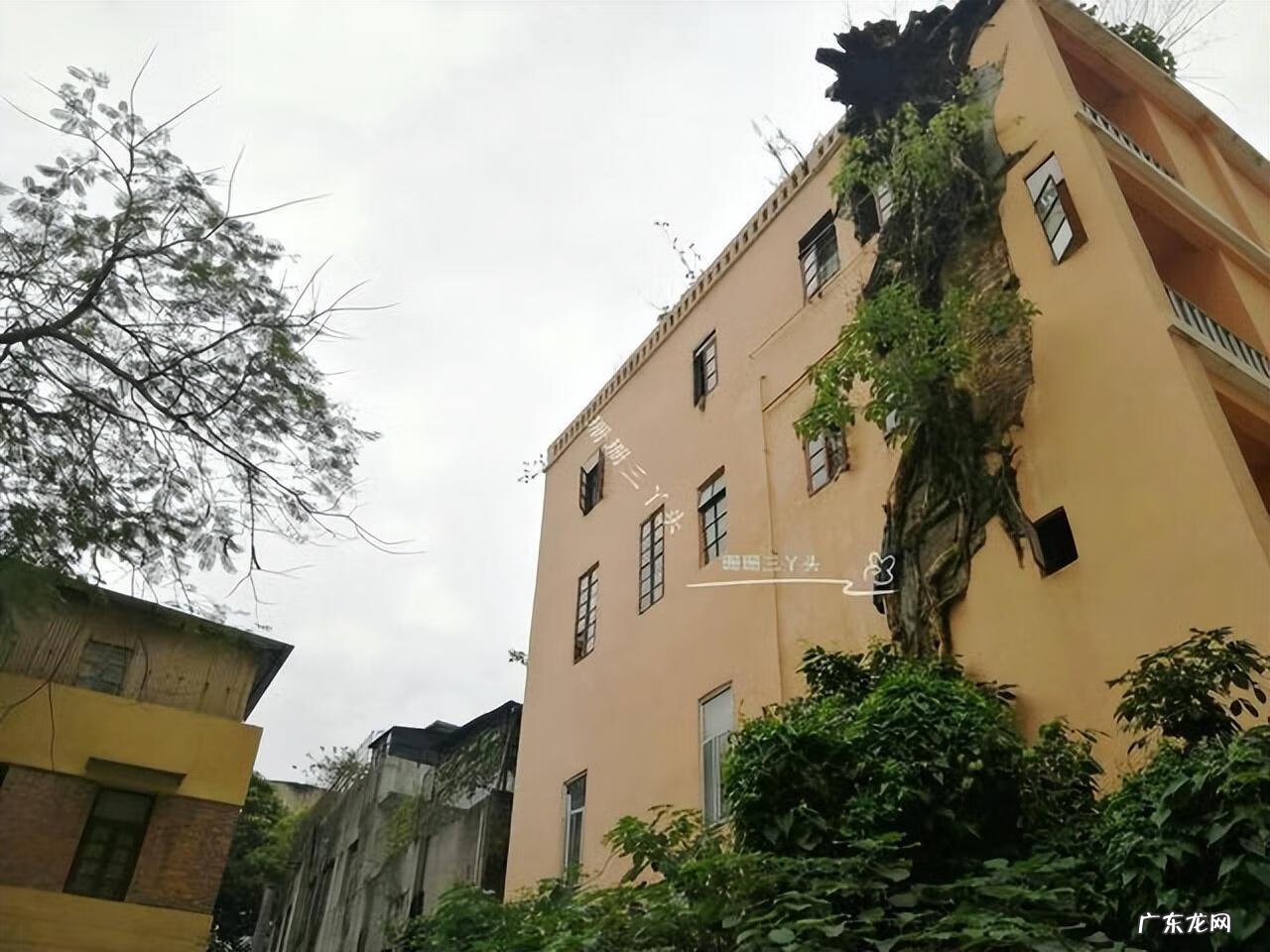 大榕树为什么不能砍 榕树能砍吗?