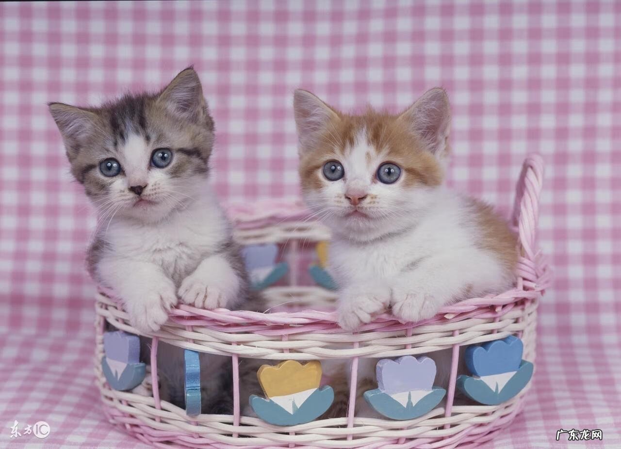 可以找风水大师的网站 猫在风水上