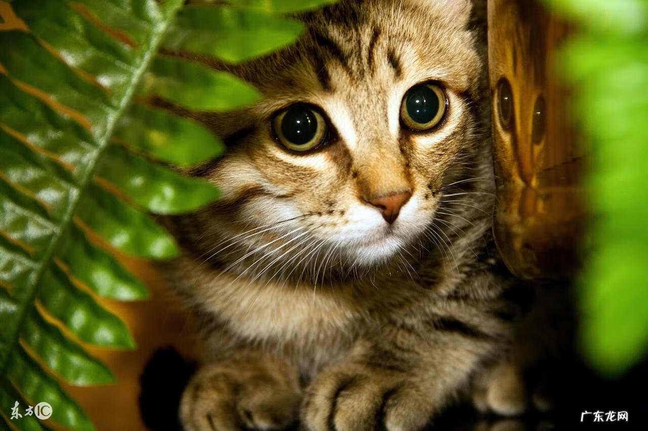 可以找风水大师的网站 猫在风水上