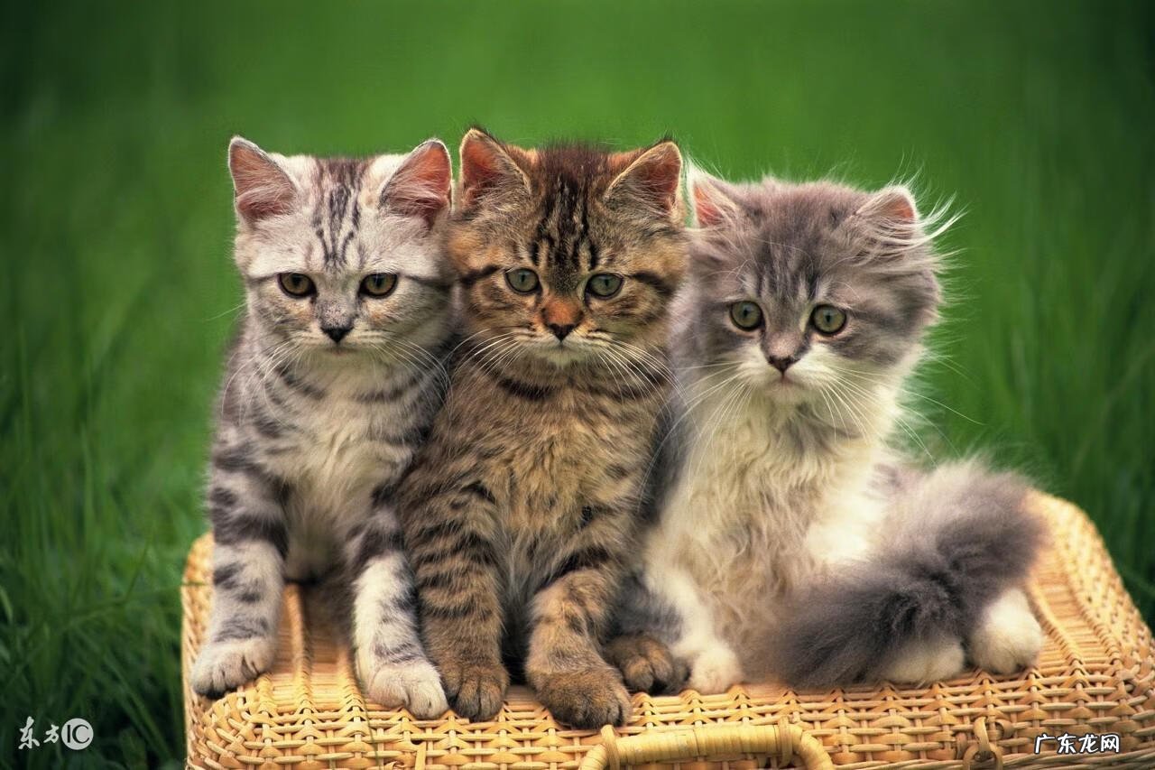 可以找风水大师的网站 猫在风水上