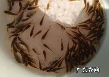 放生什么动物财运最快 放生什么动物财运最快乐